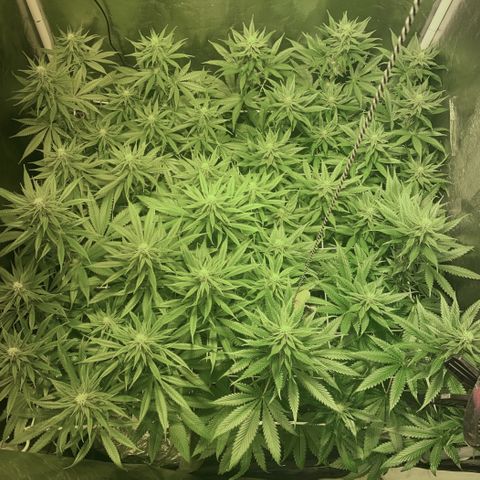 Fullgas! growlog timeline photo