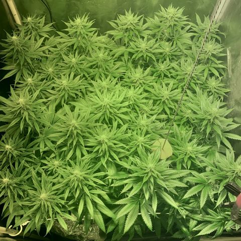 Fullgas! growlog timeline photo