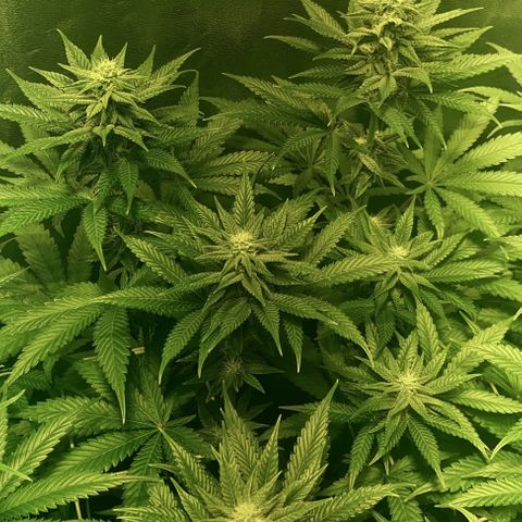 Fullgas! growlog timeline photo