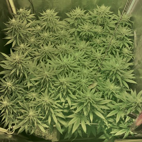 Fullgas! growlog timeline photo
