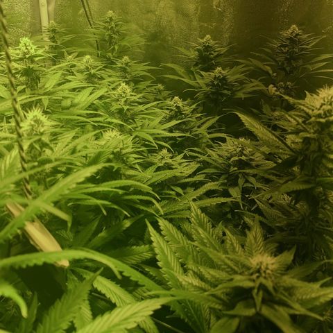 Fullgas! growlog timeline photo