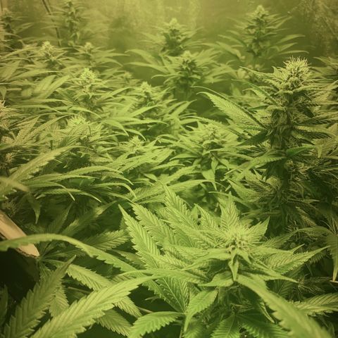 Fullgas! growlog timeline photo