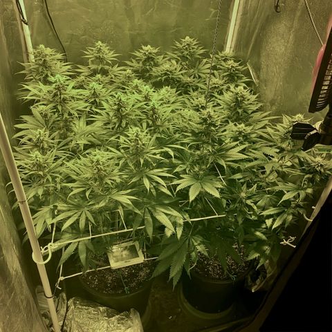 Fullgas! growlog timeline photo