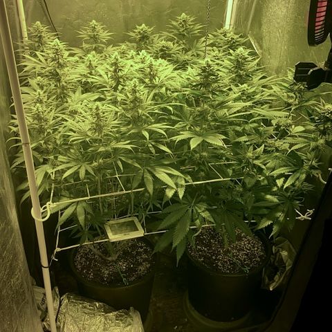 Fullgas! growlog timeline photo