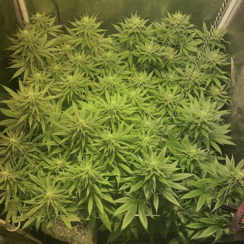 Fullgas! growlog timeline photo