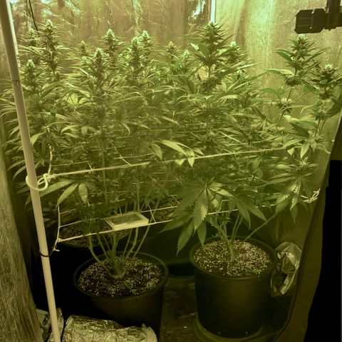 Fullgas! growlog timeline photo