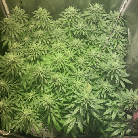 Fullgas! growlog timeline photo