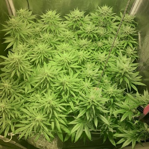 Fullgas! growlog timeline photo