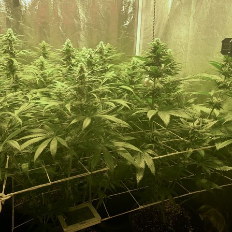 Fullgas! growlog timeline photo