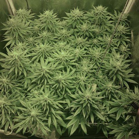 Fullgas! growlog timeline photo