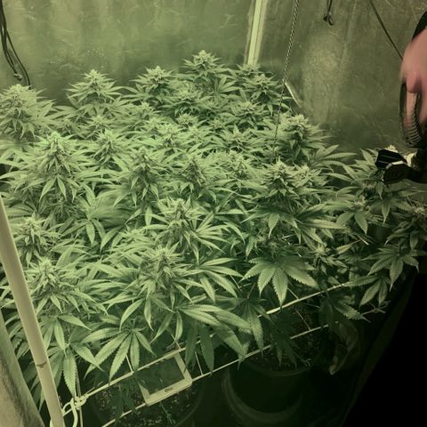 Fullgas! growlog timeline photo