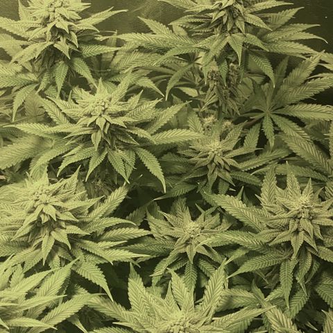 Fullgas! growlog timeline photo