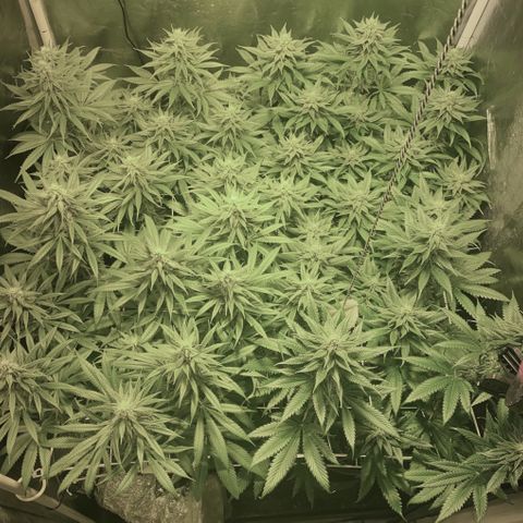 Fullgas! growlog timeline photo