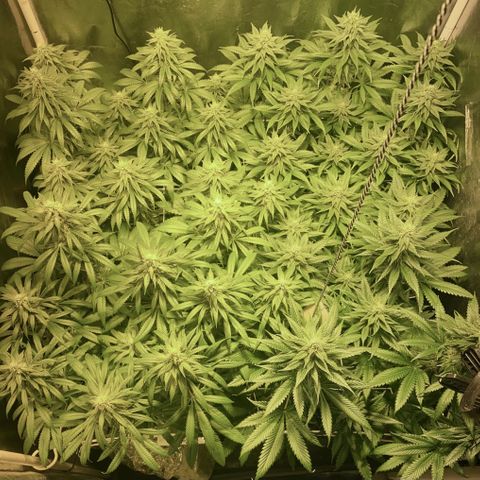 Fullgas! growlog timeline photo