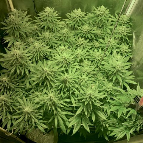 Fullgas! growlog timeline photo