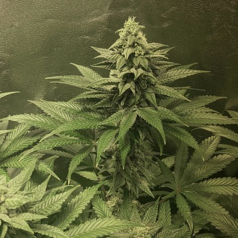 Fullgas! growlog timeline photo