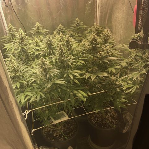 Fullgas! growlog timeline photo