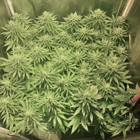 Fullgas! growlog timeline photo