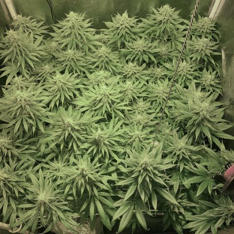 Fullgas! growlog timeline photo
