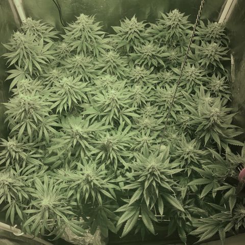 Fullgas! growlog timeline photo