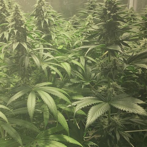 Fullgas! growlog timeline photo