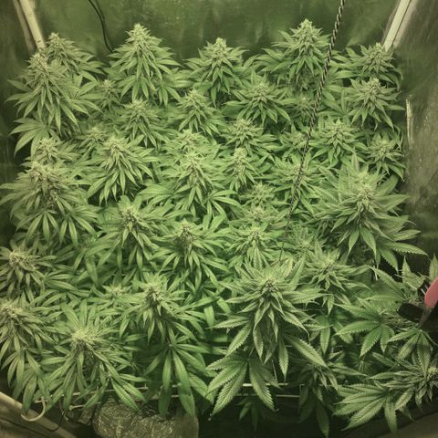 Fullgas! growlog timeline photo