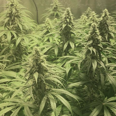 Fullgas! growlog timeline photo