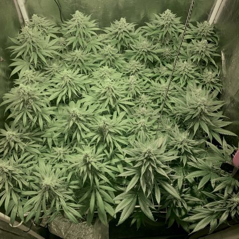 Fullgas! growlog timeline photo