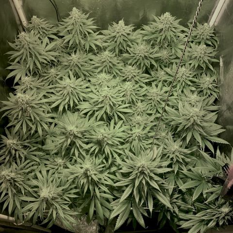 Fullgas! growlog timeline photo