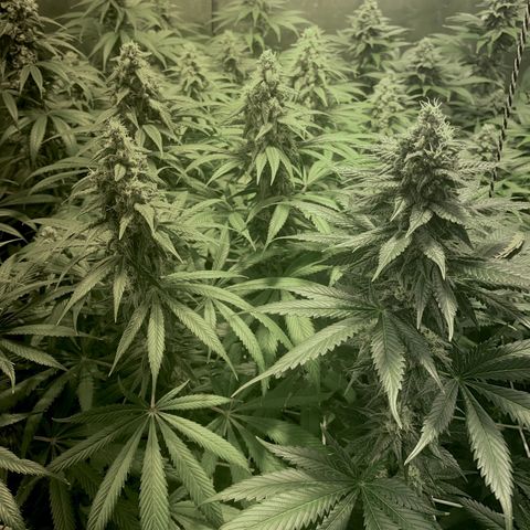 Fullgas! growlog timeline photo