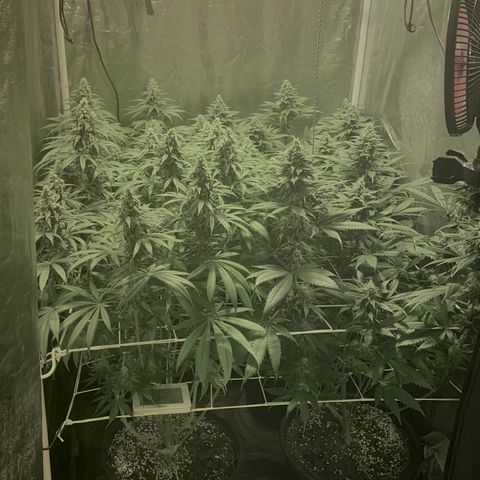 Fullgas! growlog timeline photo