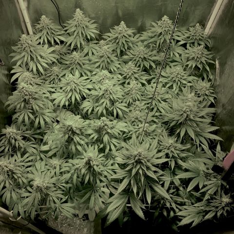 Fullgas! growlog timeline photo