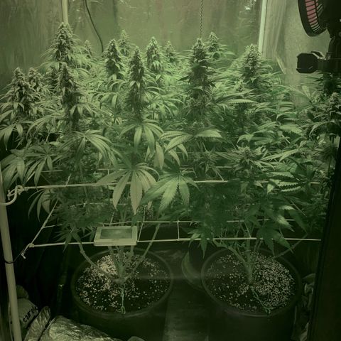 Fullgas! growlog timeline photo