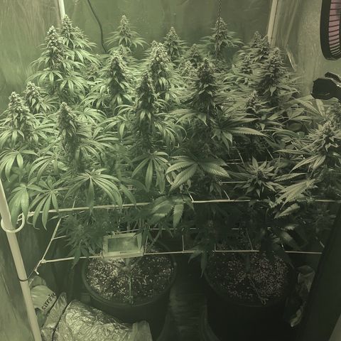 Fullgas! growlog timeline photo