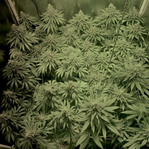 Fullgas! growlog timeline photo