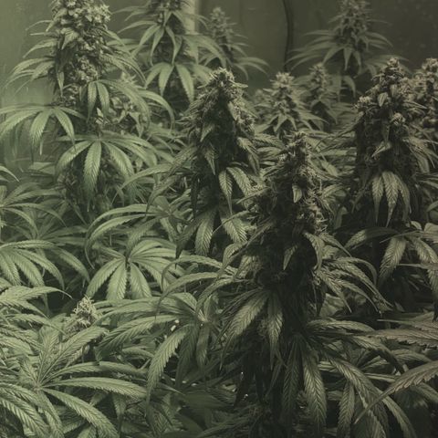 Fullgas! growlog timeline photo