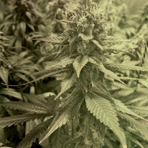 Fullgas! growlog timeline photo