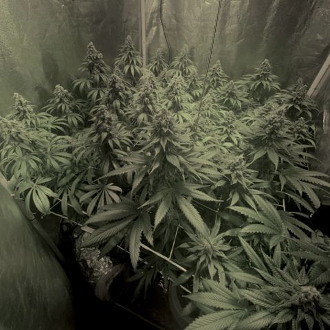 Fullgas! growlog timeline photo