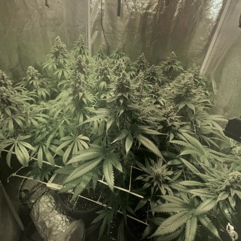 Fullgas! growlog timeline photo