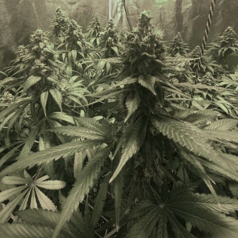 Fullgas! growlog timeline photo