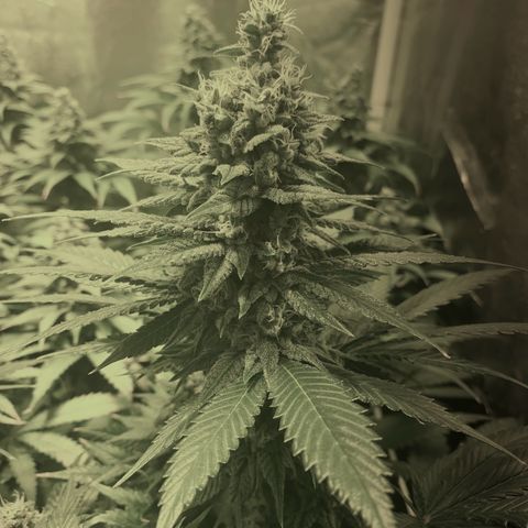 Fullgas! growlog timeline photo