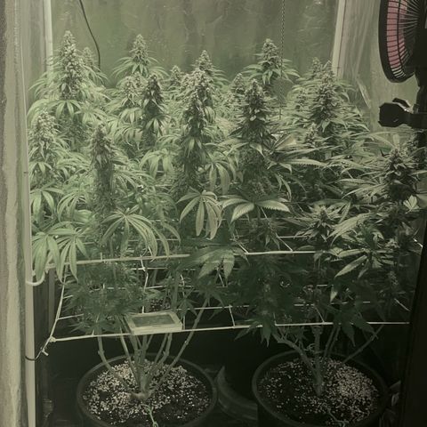Fullgas! growlog timeline photo