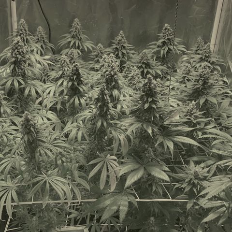 Fullgas! growlog timeline photo