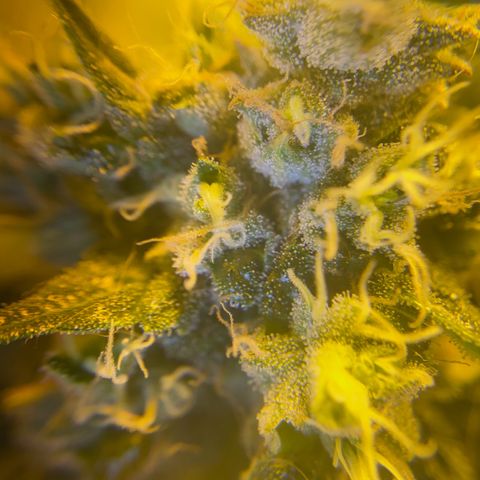 Fullgas! growlog timeline photo