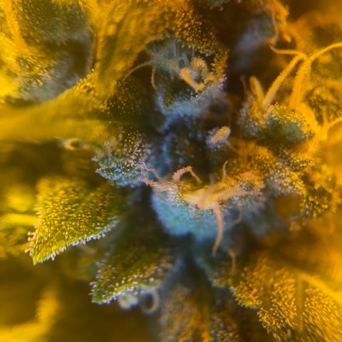 Fullgas! growlog timeline photo