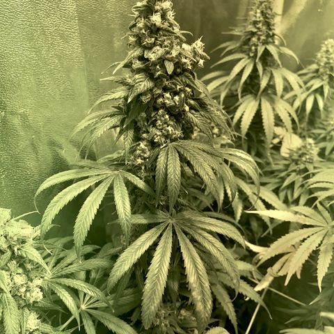 Fullgas! growlog timeline photo