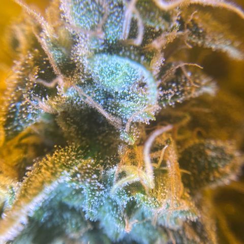 Fullgas! growlog timeline photo