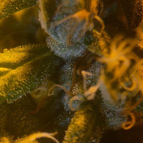 Fullgas! growlog timeline photo