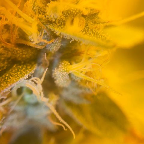 Fullgas! growlog timeline photo