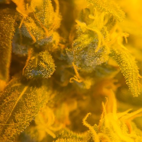 Fullgas! growlog timeline photo